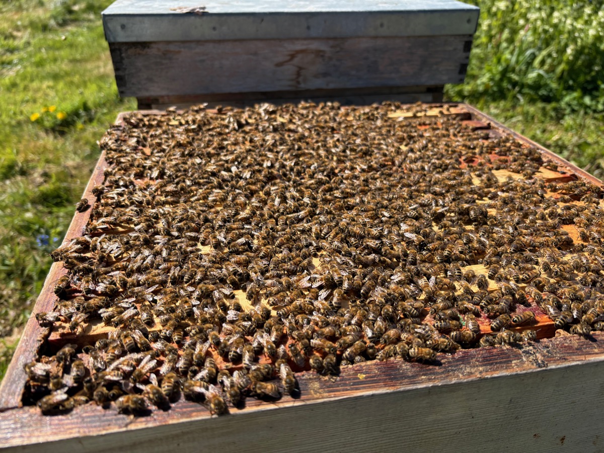 Bees covering every frame of an open hive