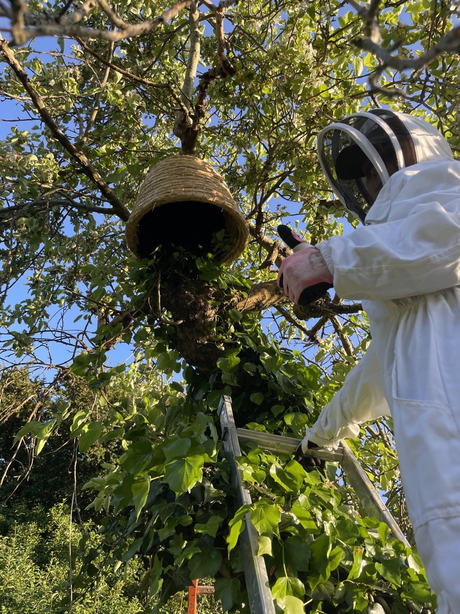 Collecting a swarm from a tree