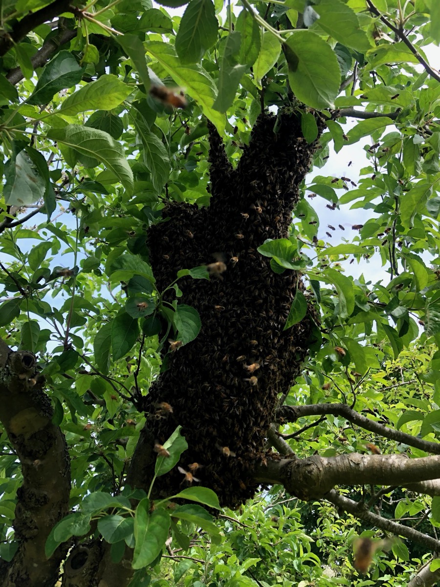 A swarm of bees clustered in an apple tree